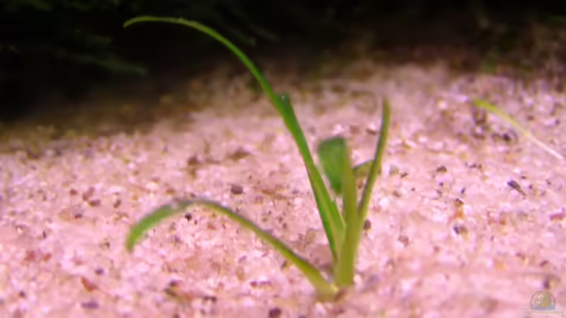 Cryptocoryne Parva von redcherry (6)