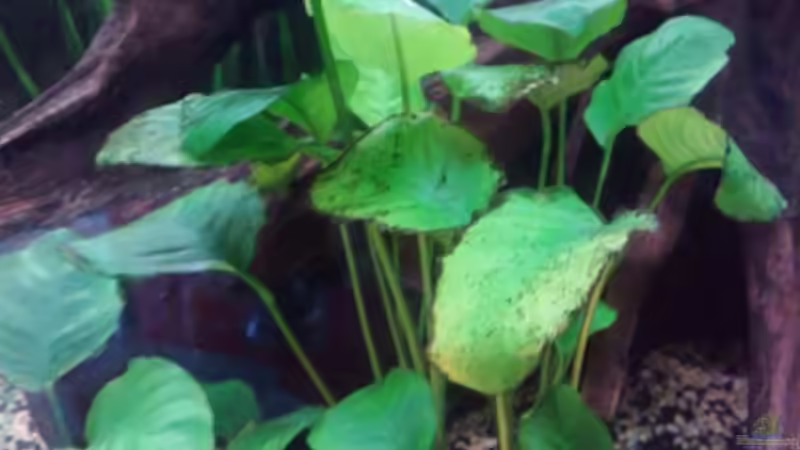 Cryptocoryne petchii  von Andy Klein 86 (9)