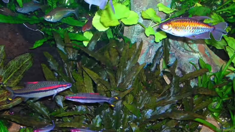 Cryptocoryne petchii von Bungi (3)