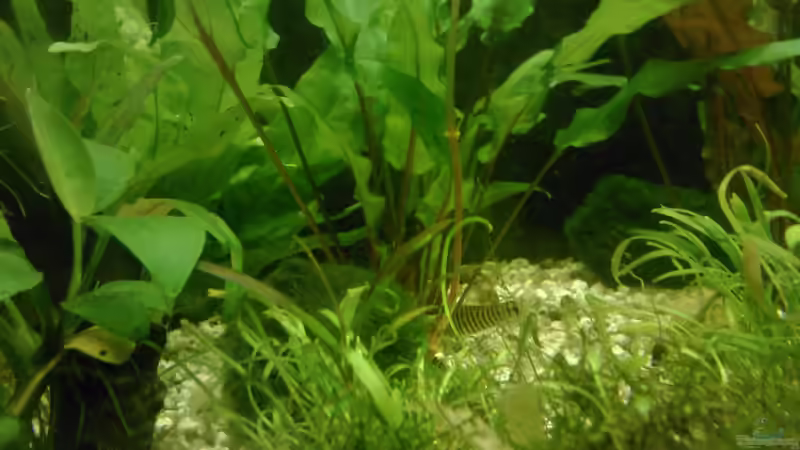 Cryptocoryne petchii von mariajudyta (8)