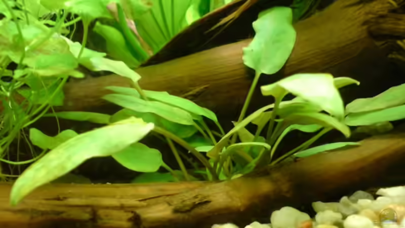 Cryptocoryne Petchii von Rico (14)