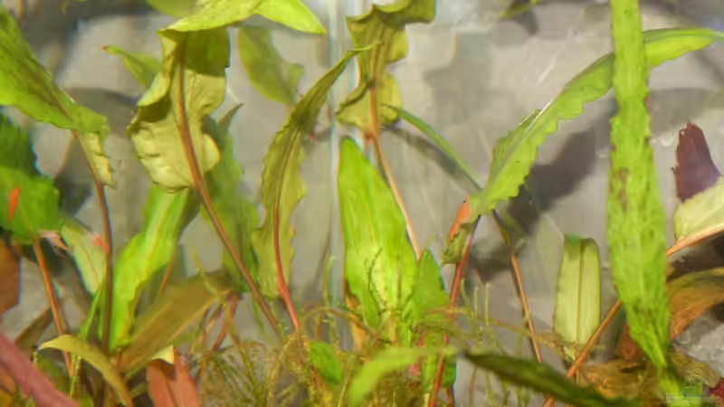 Cryptocoryne petchii von Stefan_S (14)