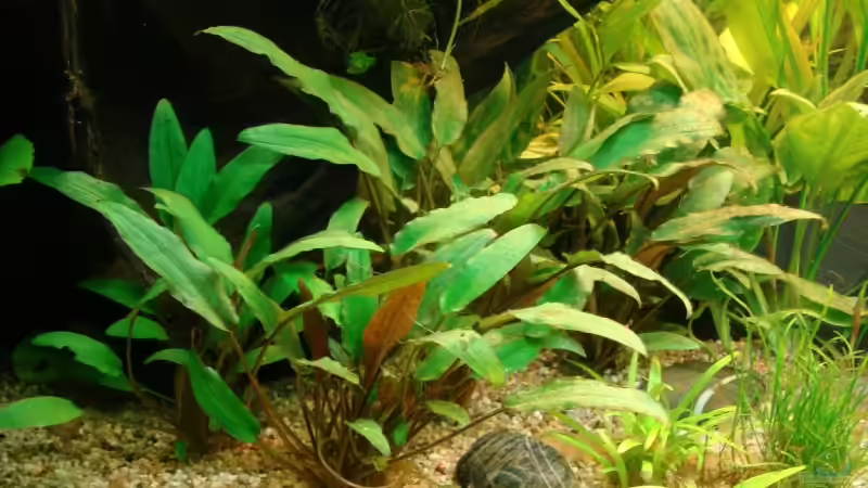 Cryptocoryne pondeterifolia von bernie-124 (10)