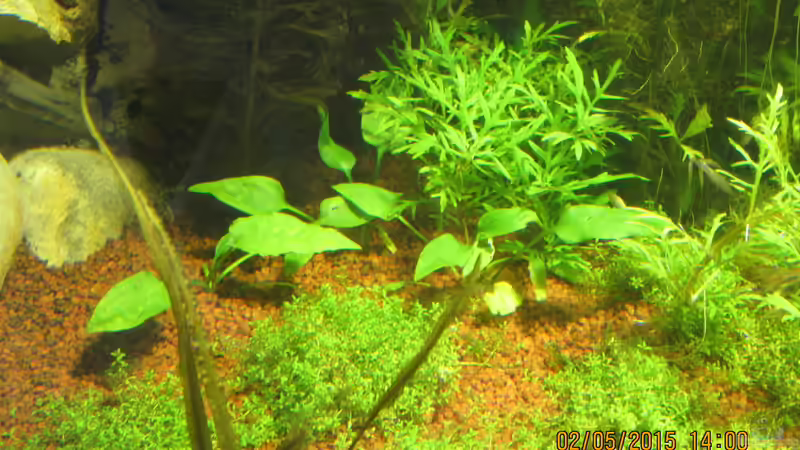 Cryptocoryne pontederifolia - Herzblatt-Wasserkelch von Christian Grunwald (12)