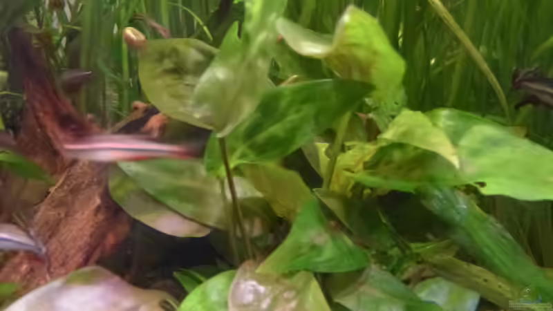 Cryptocoryne pontederifolia, neu eingesetzt ca. Ende 2018 von Summse (6)