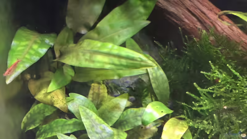Cryptocoryne pontederifolia und Cryptocoryne x purpurea von Danny (27)