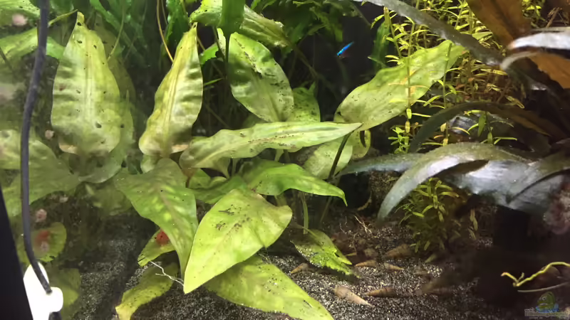 Cryptocoryne pontederifolia von Danny (21)