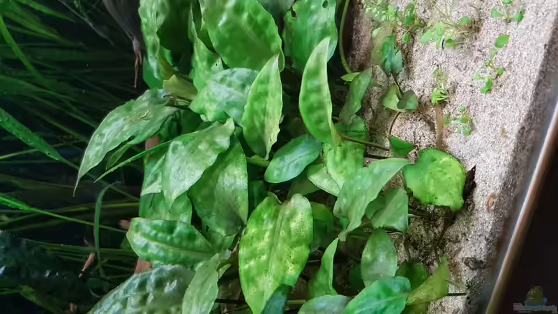 Cryptocoryne pontederifolia von River Creator (22)