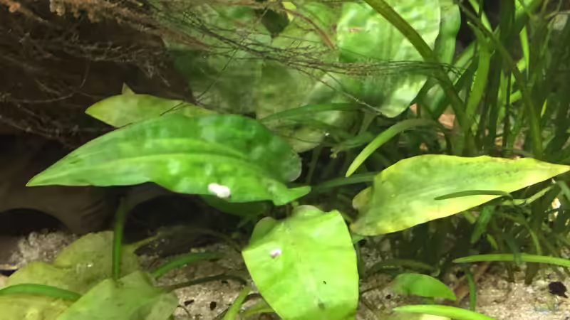 Herzblattwasserkelch im Aquarium pflegen (Einrichtungsbeispiele für Cryptocoryne pontederifolia)