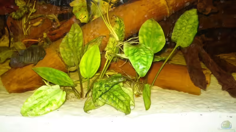 Herzblattwasserkelch im Aquarium pflegen (Einrichtungsbeispiele für Cryptocoryne pontederifolia)
