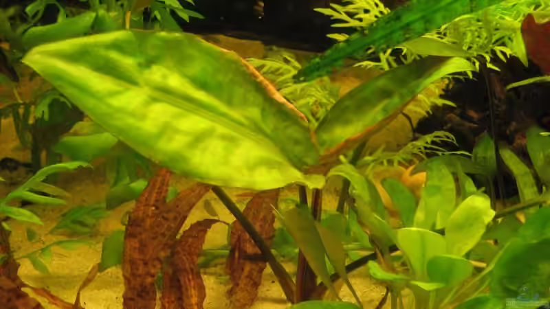 Herzblattwasserkelch im Aquarium pflegen (Einrichtungsbeispiele für Cryptocoryne pontederifolia)
