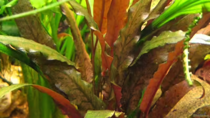Cryptocoryne sp. von André Martin (8)