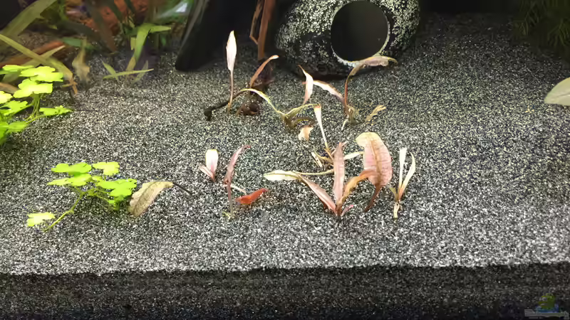 Cryptocoryne spec. ???Flamingo??? von Danny (18)