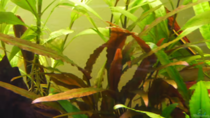 Cryptocoryne spec. Indonesia 13.04.2011 von Ray1975 (20)