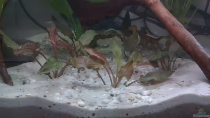 Cryptocoryne spec. Legroi 12.03.2013 von Patrick Scheffer (8)