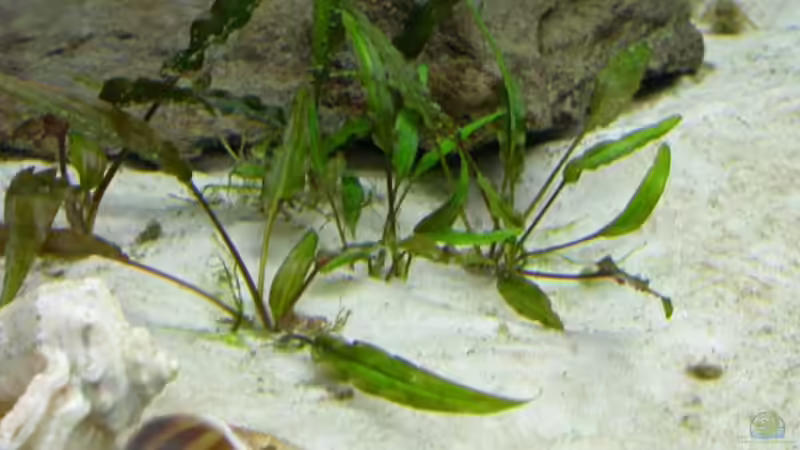 Cryptocoryne spec. (wer kennt die Art?  Bitte PN!) von Volker Hebestreit (2)