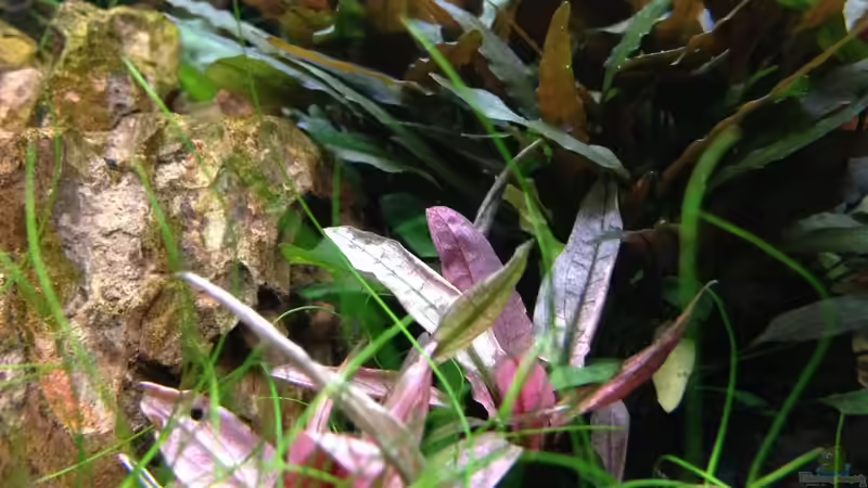 Cryptocoryne spec ´Flamingo´ von Olle696 (15)