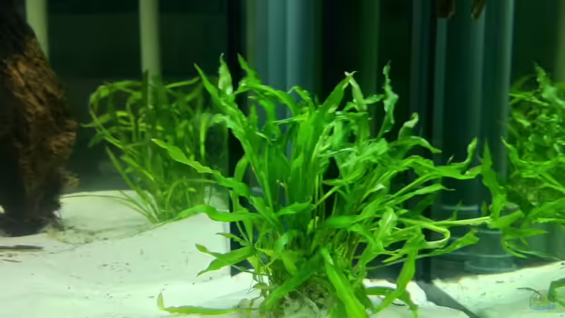 Cryptocoryne spiralis  von me8210 (2)