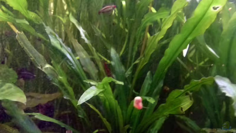 Cryptocoryne spiralis/eingesetzt ca. Ende 2018 von Summse (7)