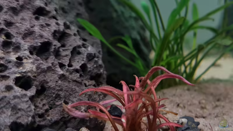 Cryptocoryne spiralis red von David Schneider Aquaristik (10)
