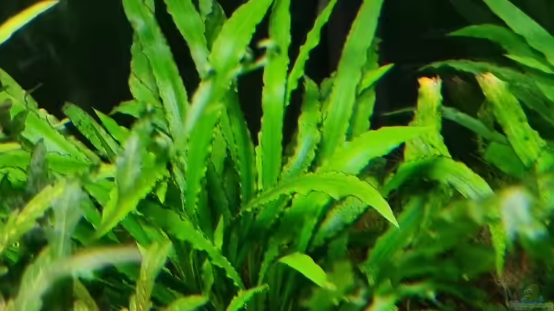 Spiraliger Wasserkelch im Aquarium pflegen (Einrichtungsbeispiele für Cryptocoryne purpurea)