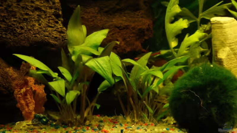 Cryptocoryne undulata und Mooskugel von Falk (10)