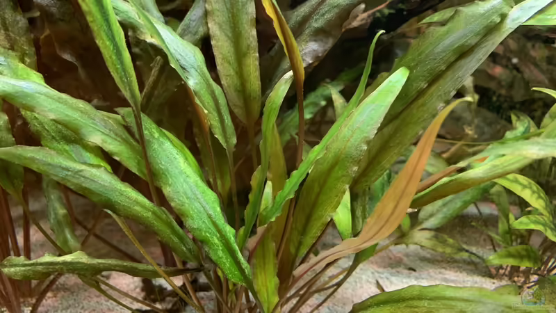 Cryptocoryne undulata von bluezone (7)
