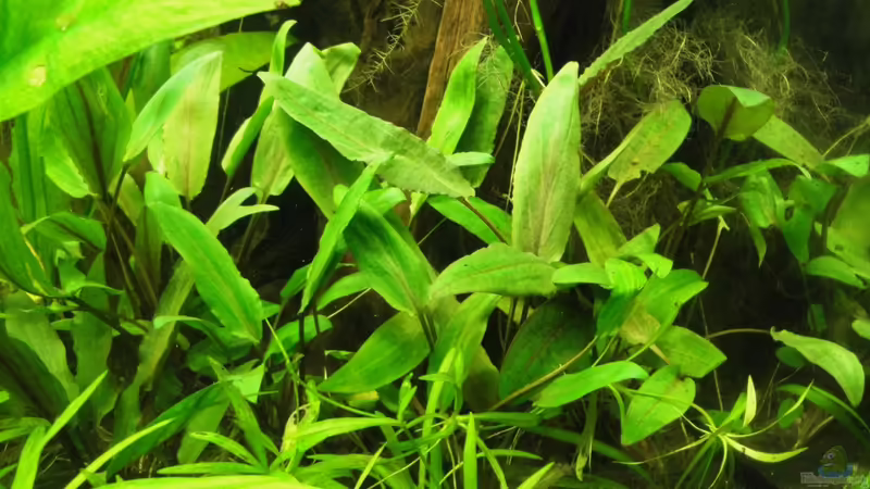 Cryptocoryne undulata von Fischkopp83 (18)