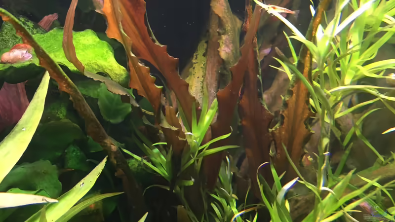 Cryptocoryne undulatus ???Red??? von Danny (26)