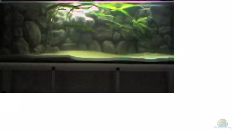 Usteris Wasserkelch im Aquarium pflegen (Einrichtungsbeispiele für Cryptocoryne usteriana)