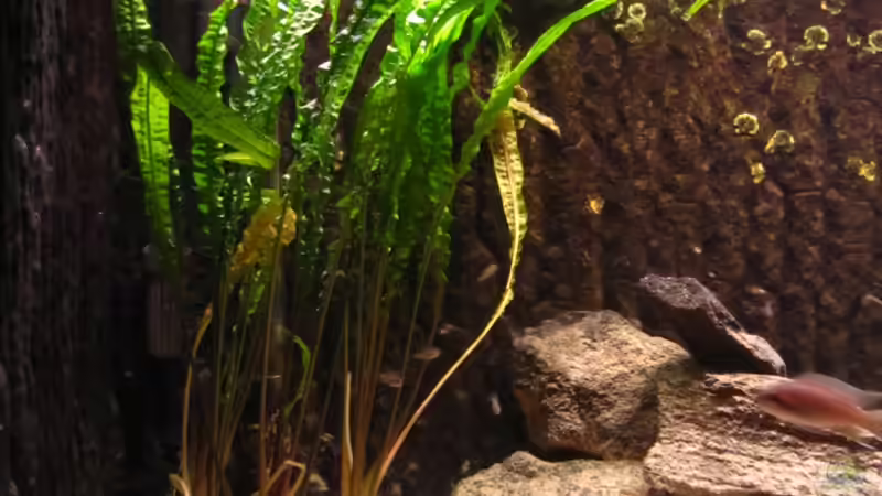 Usteris Wasserkelch im Aquarium pflegen (Einrichtungsbeispiele für Cryptocoryne usteriana)