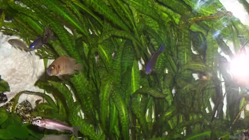 Usteris Wasserkelch im Aquarium pflegen (Einrichtungsbeispiele für Cryptocoryne usteriana)
