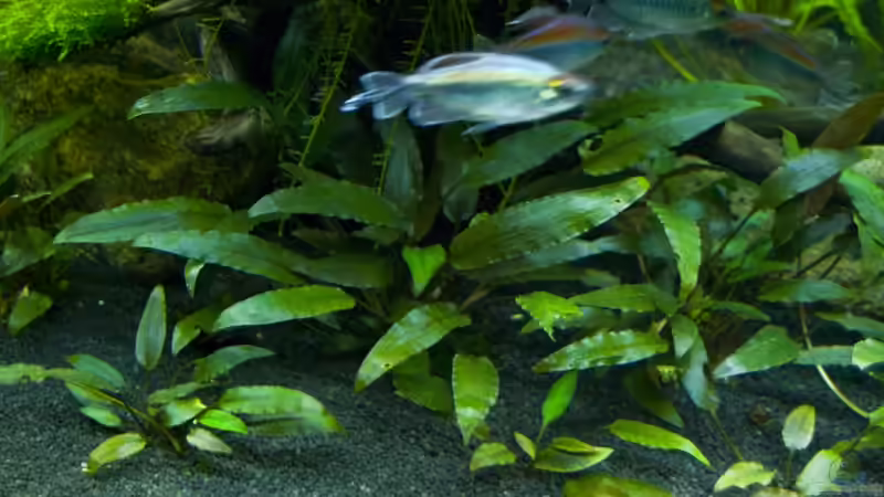 Cryptocoryne von -Der Österreicher- (10)