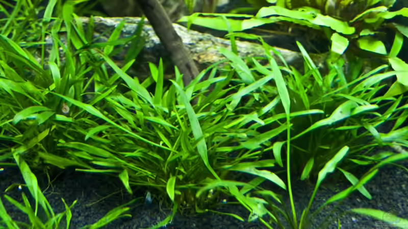 Cryptocoryne von -Der Österreicher- (11)