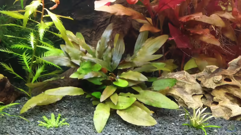 Cryptocoryne von Anna-RS (8)
