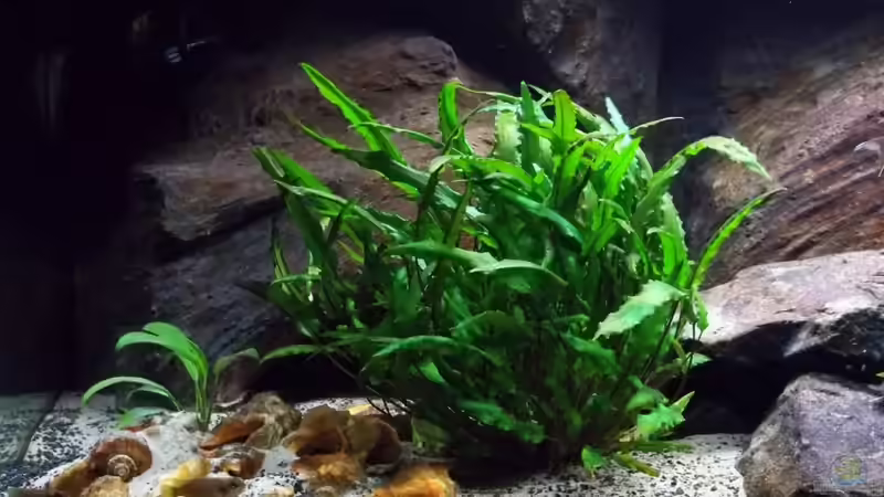 Cryptocoryne von Baeltes (8)