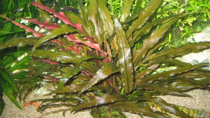 Cryptocoryne von Beat Affolter (10)