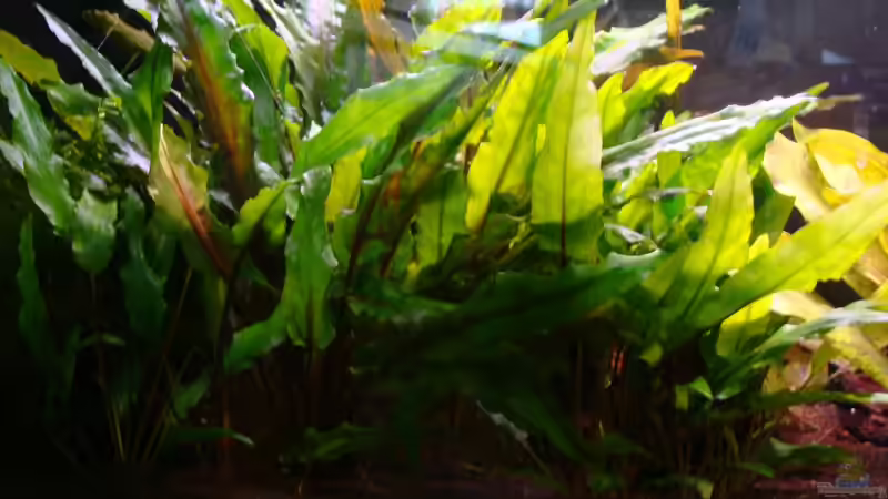 Cryptocoryne von Christian Heitmann (3)