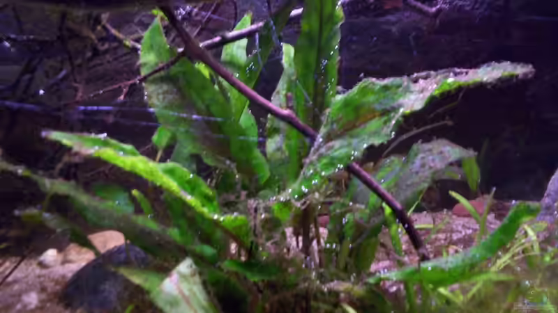 Cryptocoryne von Didi (17)