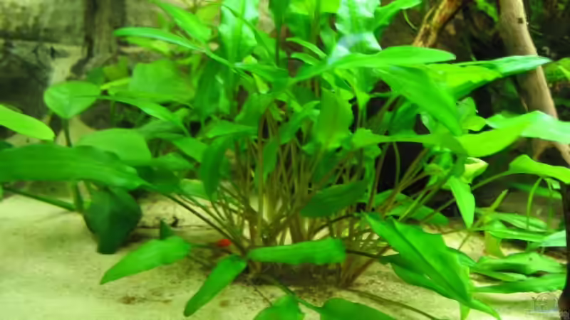 Cryptocoryne von Gerrit Buck (7)