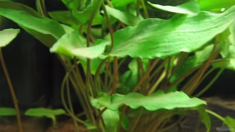 Cryptocoryne von gestresster (Sven) (4)