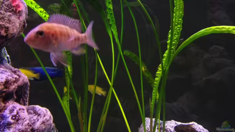 Cryptocoryne von Irzzz (10)