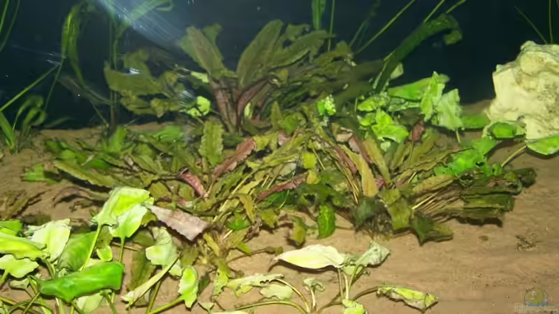 Cryptocoryne von Klabuster (9)
