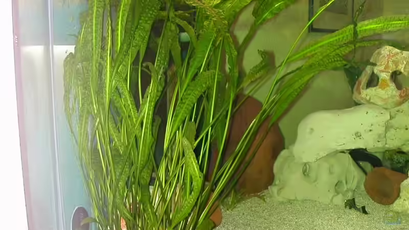 Cryptocoryne von Lars Joergens (3)