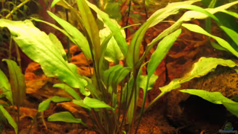 Cryptocoryne von Locke1992 (12)