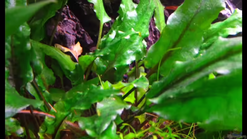 Cryptocoryne von Mel&Marc (23)