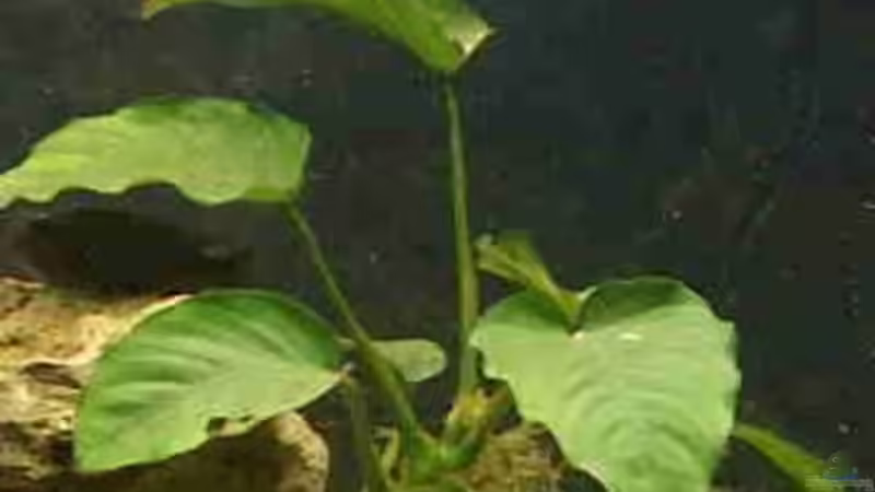 Cryptocoryne von Monika Thiele (7)