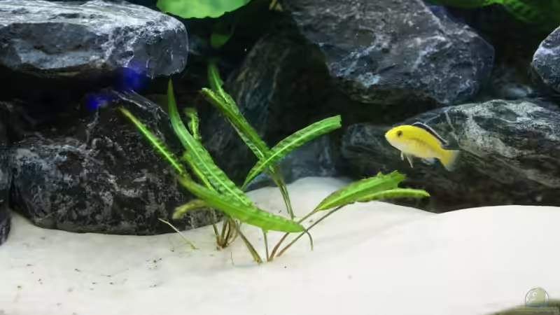 Cryptocoryne von Onno83 (4)