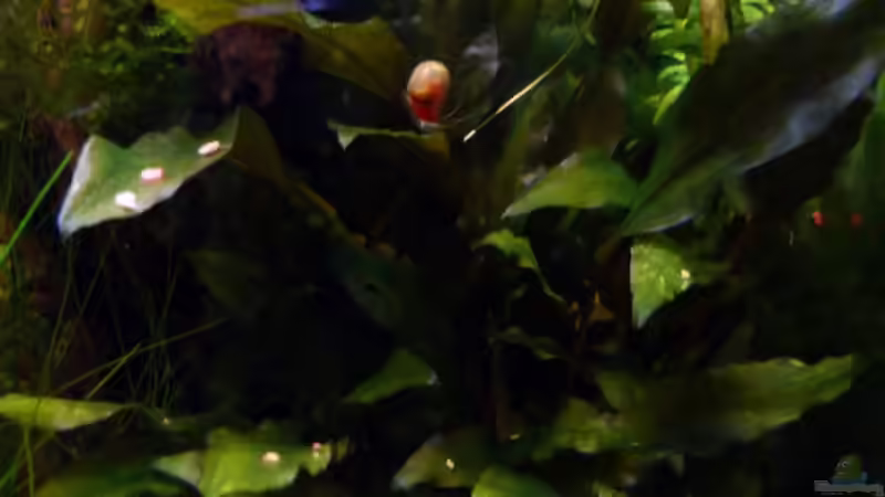 Cryptocoryne von René L. (6)