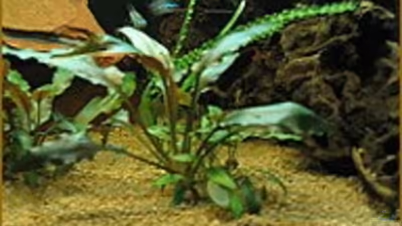 Cryptocoryne von Sabine Hoffmann (7)